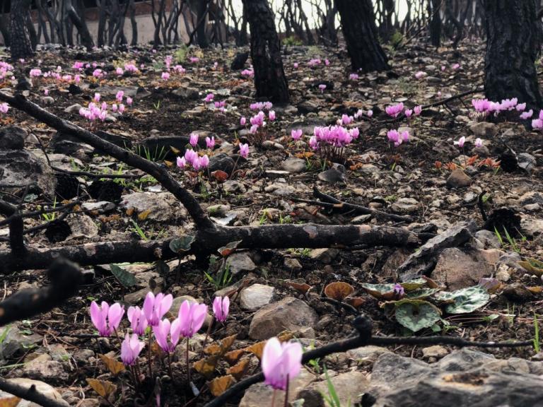 Η ελπίδα «φυτρώνει» το Μάτι