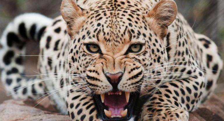 SOS από WWF: Μέσα σε 40 χρόνια η Γη έχασε το 60% των άγριων ζώων