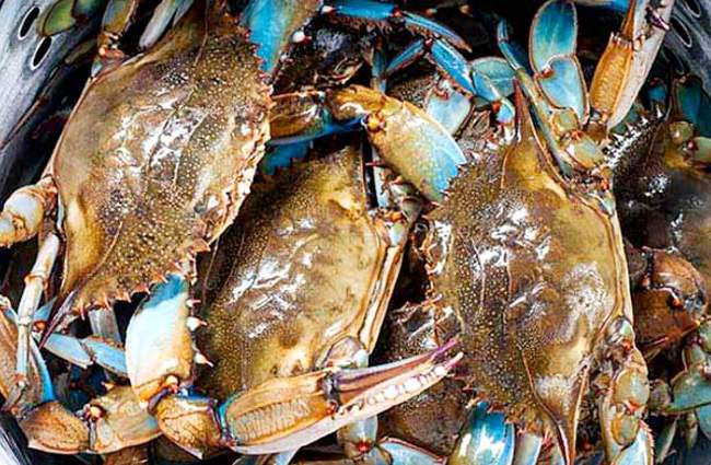 Τεχνολογία αιχμής στην καλλιέργεια των καβουριών