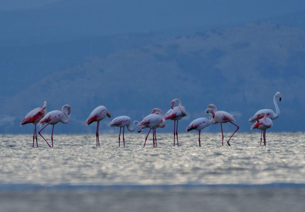 Σμήνος φλαμίνγκο στο Ναύπλιο