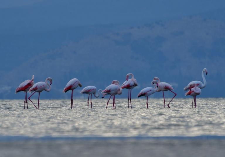 Σμήνος φλαμίνγκο στο Ναύπλιο