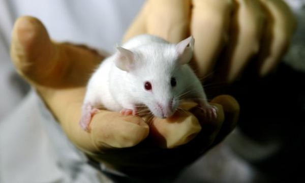 Ένα βήμα πιο κοντά στη γονιδιακή τροποποίηση ανθρώπινων εμβρύων