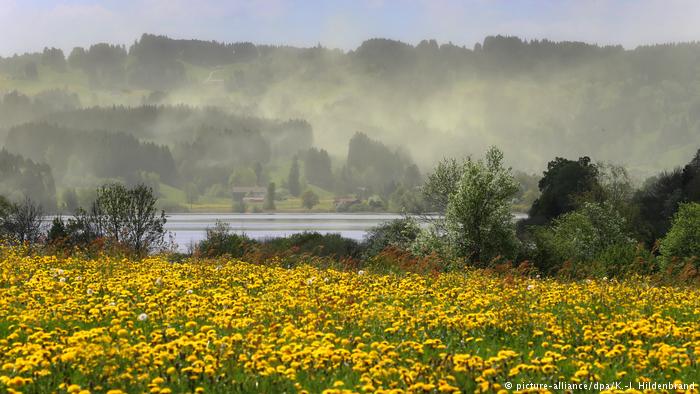 Η γύρη ως εργαλείο ιατροδικαστικής