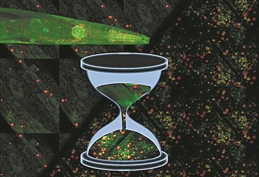 Τα «κλειδιά» της μακροζωίας