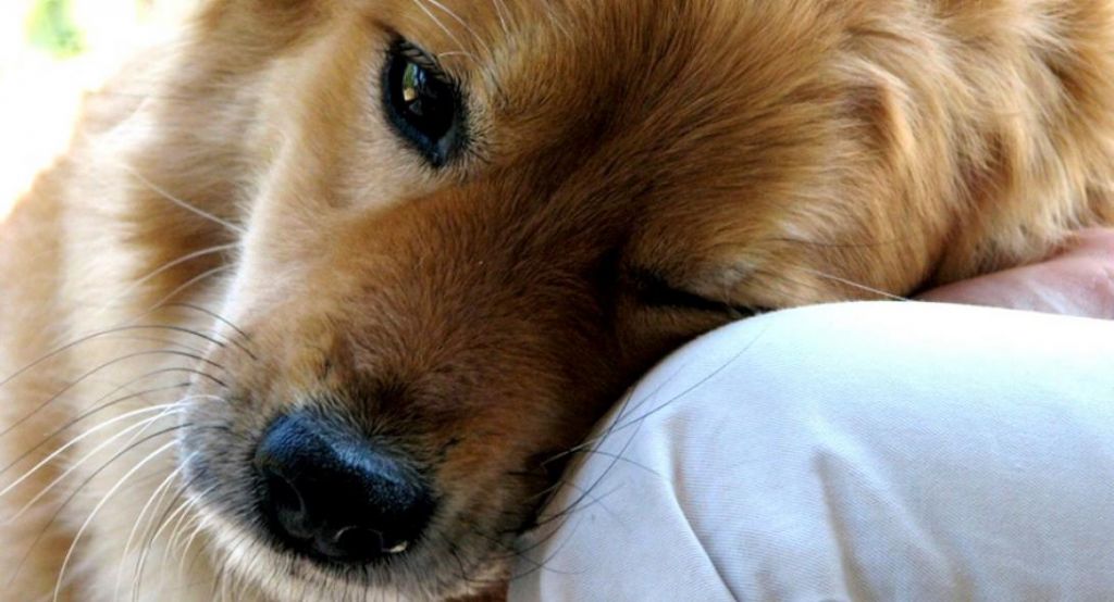 Χανιά: Επικήρυξαν με 2.000 ευρώ το τέρας που σκότωσε την έγκυο σκυλίτσα