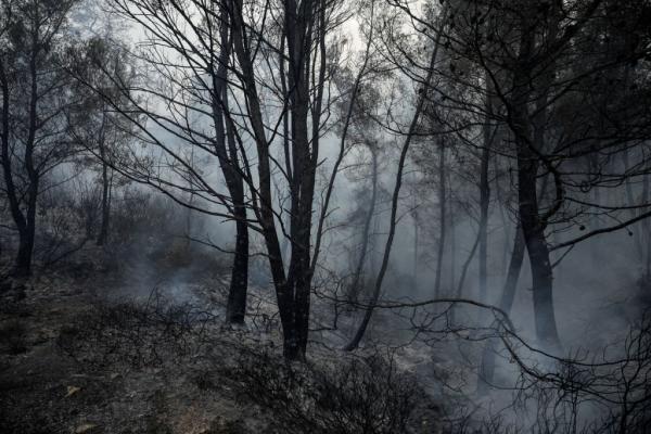 WWF Ελλάς : Απροετοίμαστοι για τις δασικές πυρκαγιές, δεν υπάρχουν περιθώρια