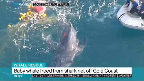 Διάσωση φάλαινας από δίχτυα για καρχαρίες στην Αυστραλία
