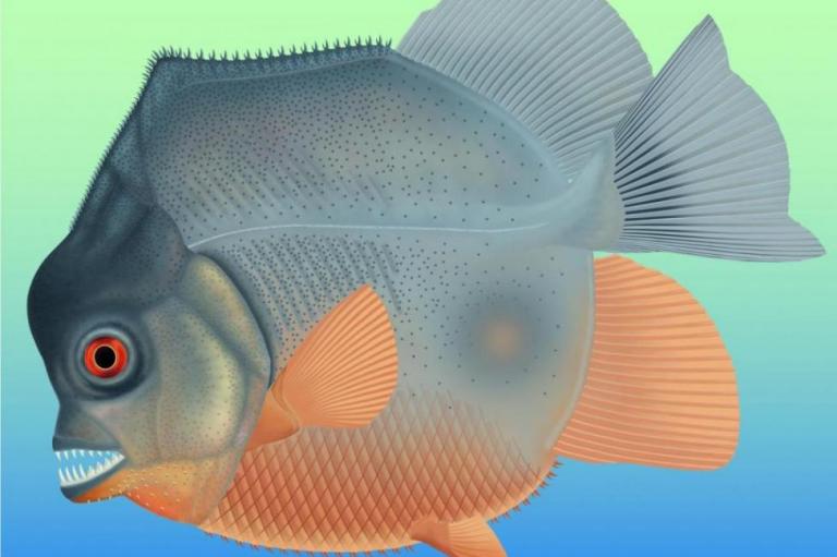 Ανακαλύφθηκε αρχαίο είδος πιράνχας που ζούσε πριν 152 εκατ. χρόνια