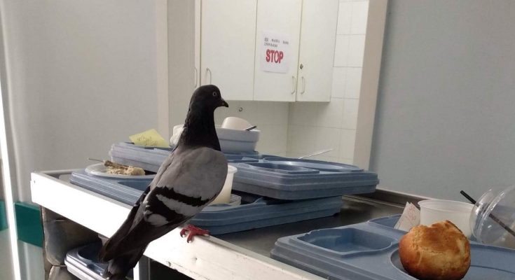 Περιστέρια και ποντίκια σε νοσοκομεία καταγγέλλει η ΠΟΕΔΗΝ