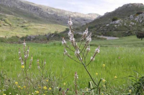 Φυσικό εκχύλισμα βοτάνων από την Κρήτη «χτυπά» τη γρίπη