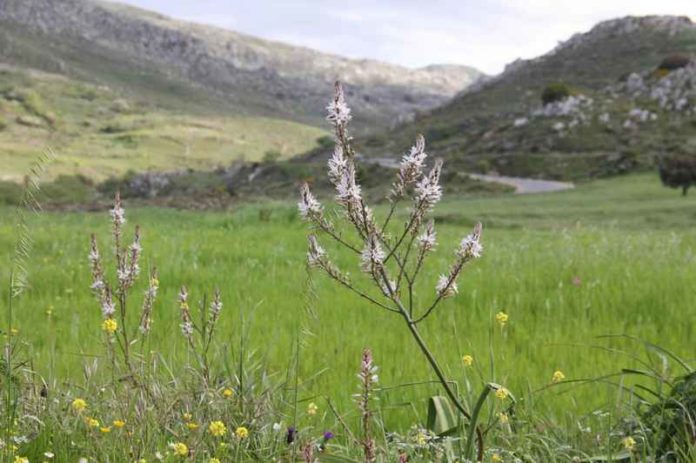 Φυσικό εκχύλισμα βοτάνων από την Κρήτη «χτυπά» τη γρίπη