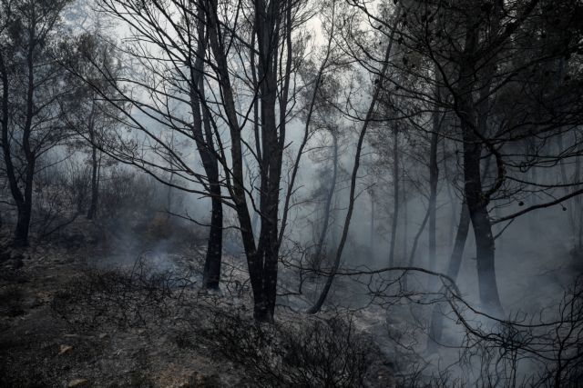 Περί τα 7.000 στρέμματα κατέκαψε η πυρκαγιά στη Χαλκιδική