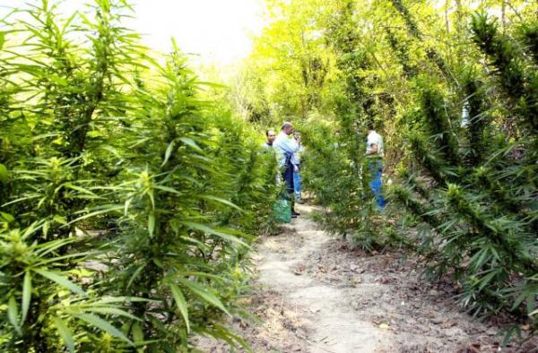 Ξεκινά η καλλιέργεια κάνναβης – Οι πρώτες άδειες