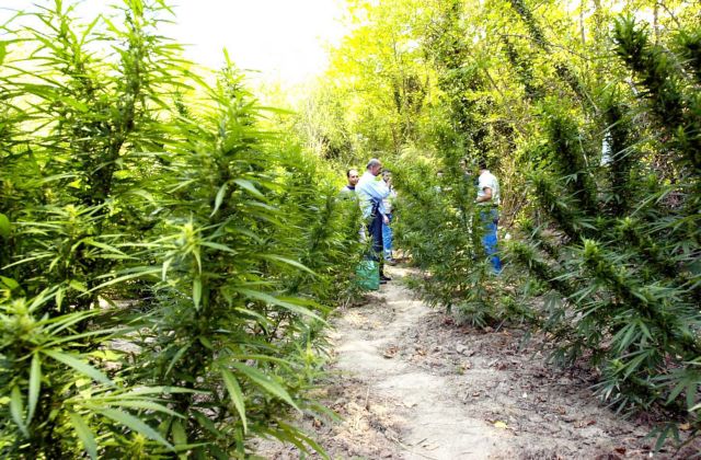 Ξεκινά η καλλιέργεια κάνναβης – Οι πρώτες άδειες