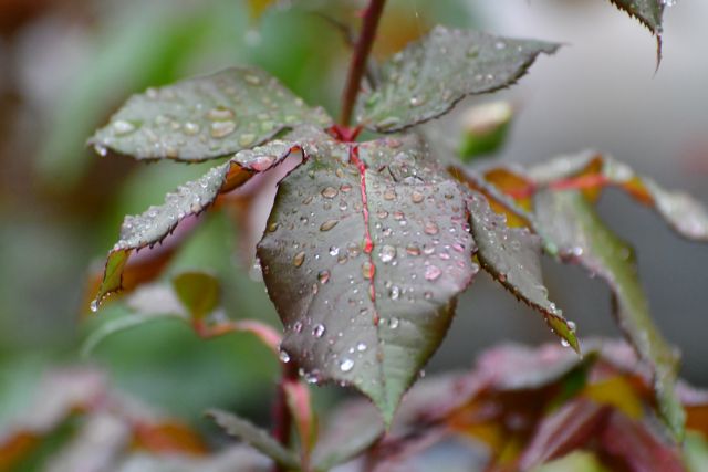 Βροχερός ο καιρός – Ανεβαίνει η θερμοκρασία