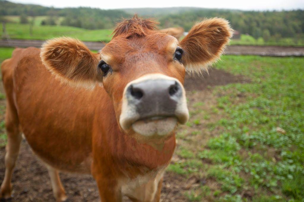 Η Ελβετία λέει «όχι» στις αγελάδες με κέρατα