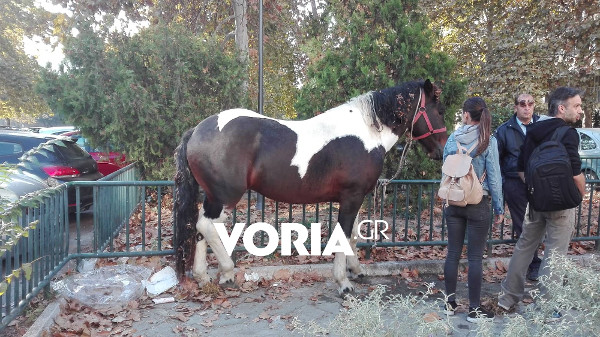 Άλογο έκανε βόλτες στο κέντρο της Θεσσαλονίκης