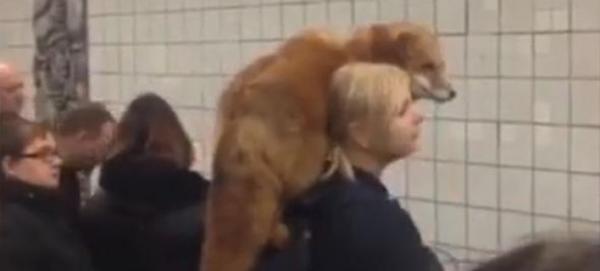 Αλεπού στους ώμους γυναίκας κάνει βόλτες στο μετρό της Μόσχας