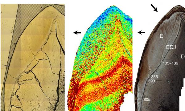 Ανακαλύφθηκε έκθεση σε μόλυβδο σε δόντια παιδιών Νεάντερταλ πριν 250.000 χρόνια
