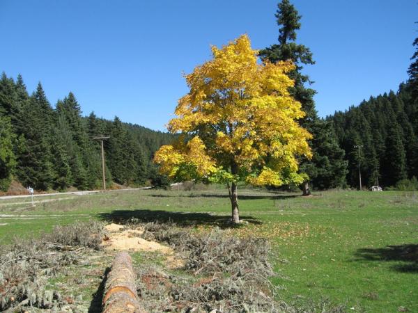 Περτούλι: Οι Σαρακατσαναίοι, το ελατοδάσος και τα λιβάδια