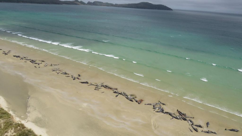 Πάνω από 150 δελφίνια ξεβράστηκαν σε ακτή της Νέας Ζηλανδίας