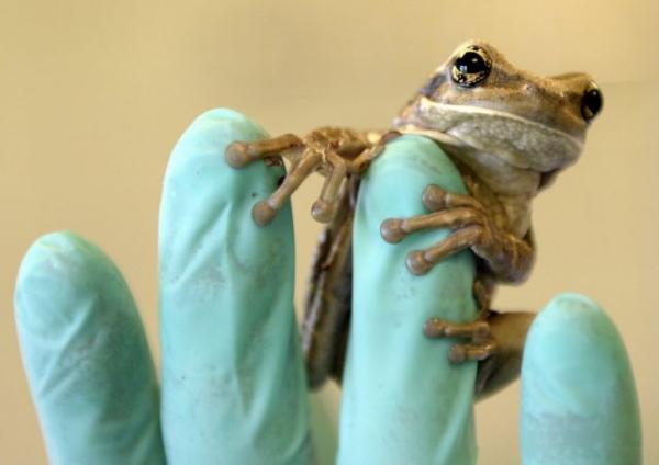 Επαναστατική συσκευή βοηθά στην αναγέννηση των ποδιών σε ακρωτηριασμένους βατράχους