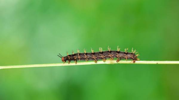 Χαρτογραφούνται τα γονίδια όλων των γνωστών ειδών πολύπλοκης ζωής στη Γη