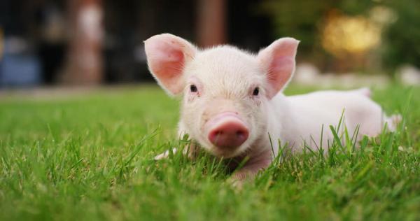 Ένα βήμα πιο κοντά στις μεταμοσχεύσεις οργάνων… χοίρων σε ανθρώπους