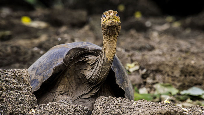 H γιγάντια χελώνα «Τζορτζ» αποκαλύπτει μυστικά για την μακροζωία