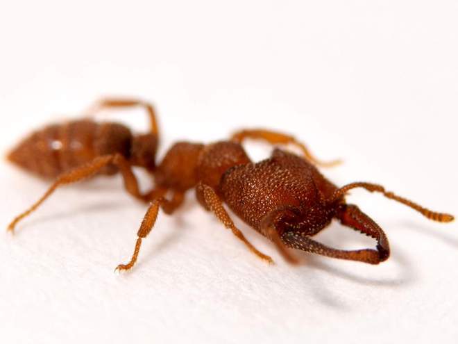 Μυρμήγκι «Δράκουλας» με δαγκάνες που κινούνται με 320 χιλ. την ώρα