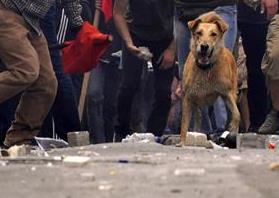 Πέθανε ο «Λουκάνικος», ο σκύλος-σύμβολο των διαδηλώσεων