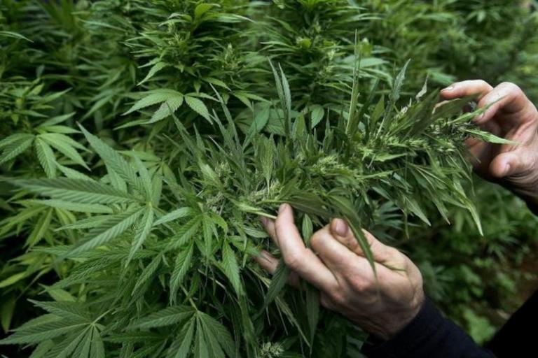 Φιάσκο με… φούντες για την επένδυση στην κάνναβη