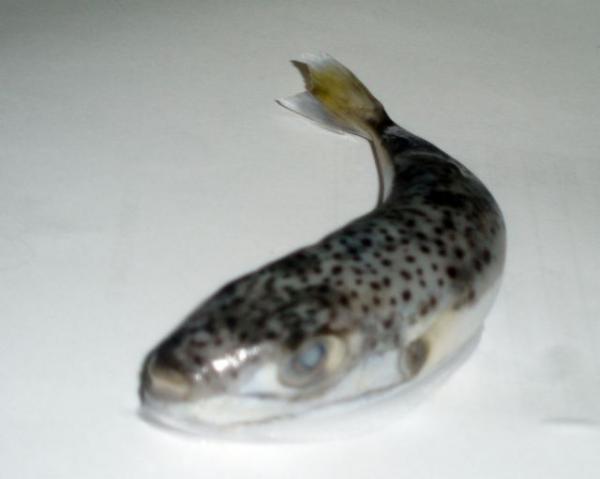 Τρομακτικό βίντεο με λαγοκέφαλο να καταβροχθίζει μέταλλο