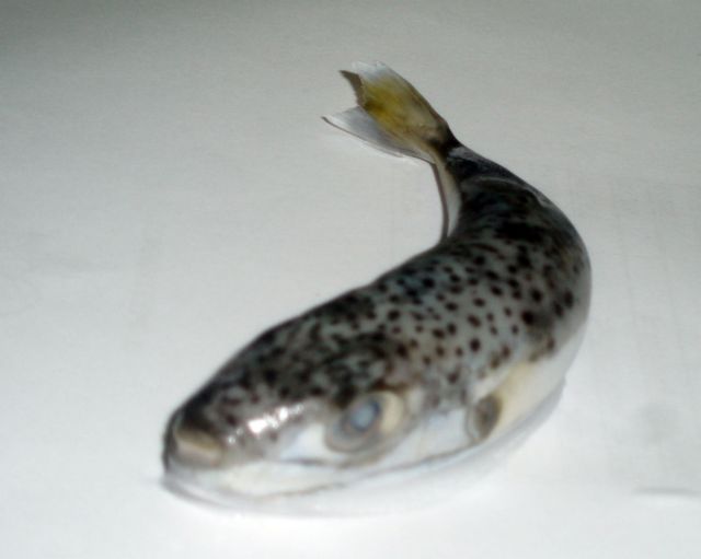 Τρομακτικό βίντεο με λαγοκέφαλο να καταβροχθίζει μέταλλο