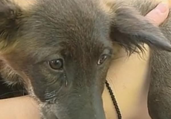 Αυξήθηκαν τα αδέσποτα λόγω της κρίσης