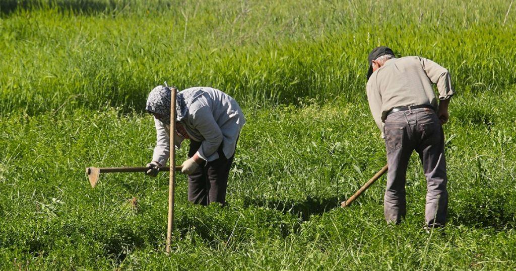 Την Παρασκευή η καταβολή αποζημιώσεων από τον ΕΛΓΑ