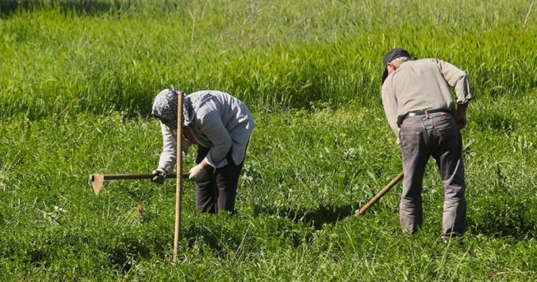 Την Παρασκευή η καταβολή αποζημιώσεων από τον ΕΛΓΑ