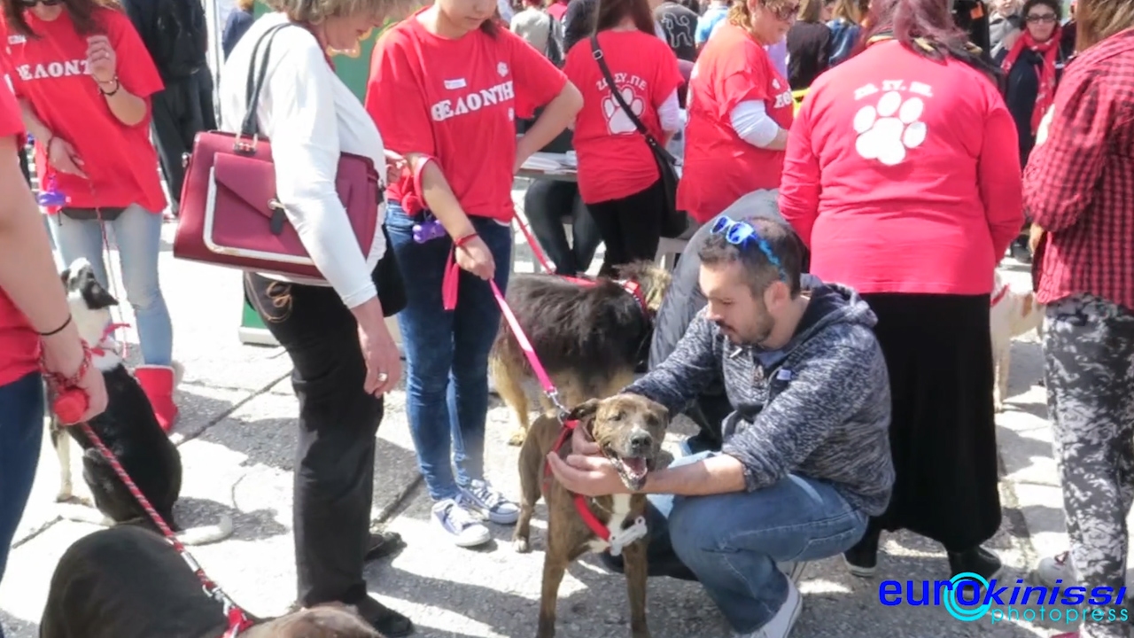 Γιορτή υιοθεσίας αδέσποτων ζώων στην Πλατεία Κλαυθμώνος