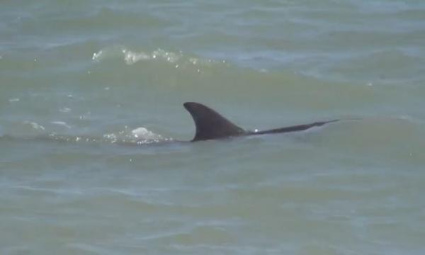 Επιχείρηση διάσωσης δελφινιού στο Άργος