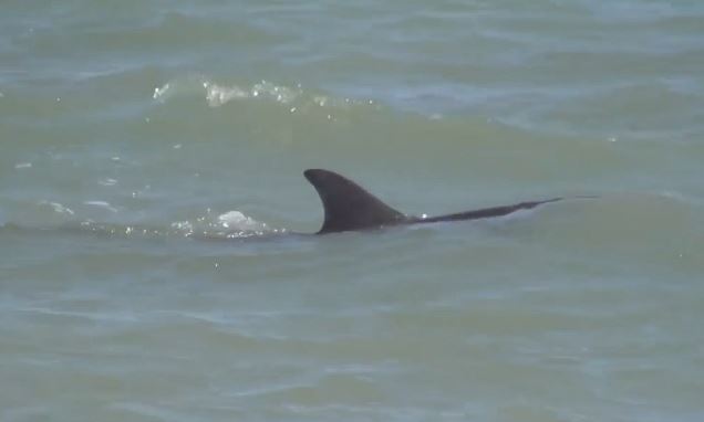 Επιχείρηση διάσωσης δελφινιού στο Άργος
