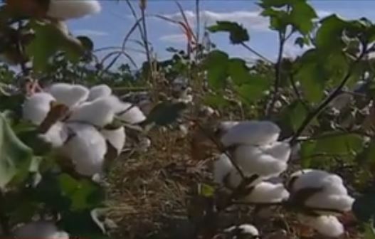 Την Τρίτη στους βαμβακοπαραγωγoύς η συνδεδεμένη ενίσχυση