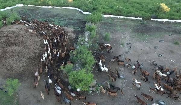 Κοπάδι αλόγων της ελληνικής φυλής Πίνδου στις Σέρρες (Εναέρια λήψη)