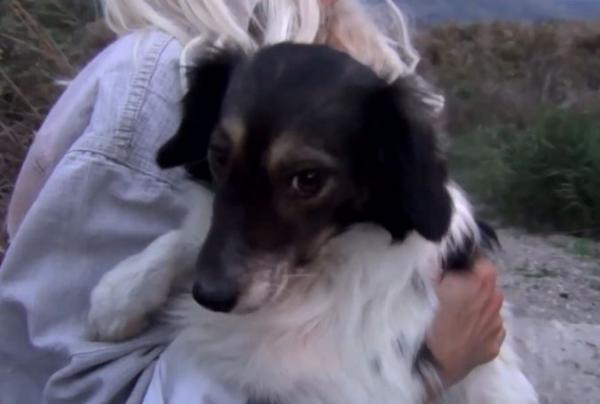 Άργος: Φωτιά σε κυνοκομείο – Διασώθηκαν 20 σκυλιά από την πυροσβεστική