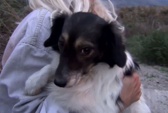 Άργος: Φωτιά σε κυνοκομείο – Διασώθηκαν 20 σκυλιά από την πυροσβεστική