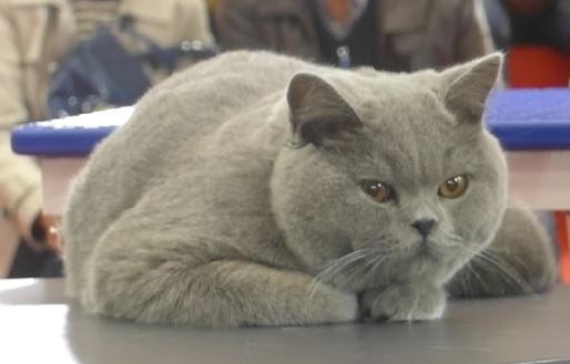 Όλα για τις γάτες (All about cats): Φεστιβάλ μόνο για γάτες στο χώρο της HELEXPO