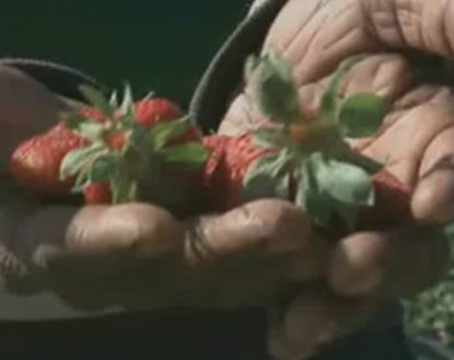 Έλεγχοι της οικονομικής αστυνομίας στα χωράφια στη Μανωλάδα