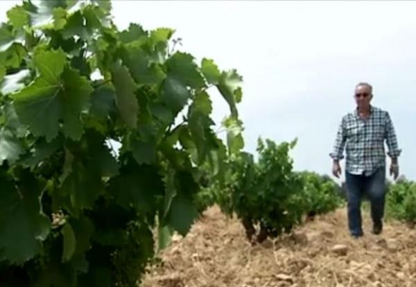 Ανοιχτά Οινοποιεία: Οι έλληνες οινοποιοί υποδέχτηκαν το κοινό