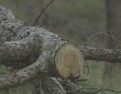 Λαθροϋλοτόμοι «ρημάζουν» δέντρα στο κέντρο της Αθήνας