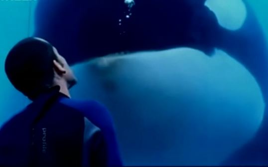 ΗΠΑ: Η κακοποίηση φαλαινών στα θαλάσσια πάρκα