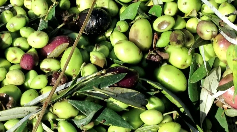 Ηλεία: Η συγκομιδή της ελιάς από τους εργάτες της γης